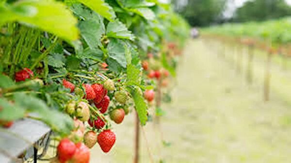 Ucuzluk Diyarı Fide