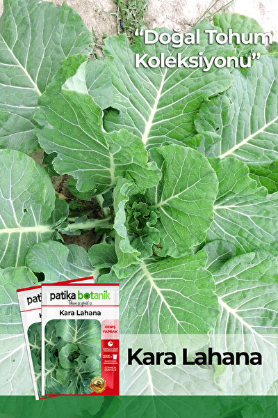 Patika Botanik Tohum