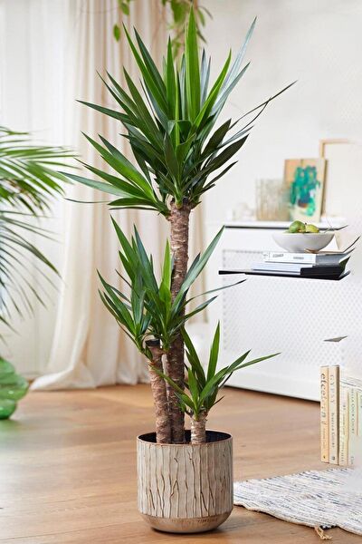 Garden Online İç Mekan Bitkileri