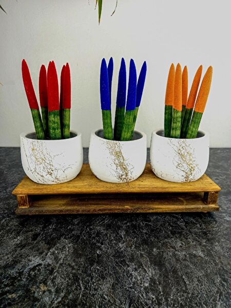 Bitki Tasarımı Vazo, Saksı