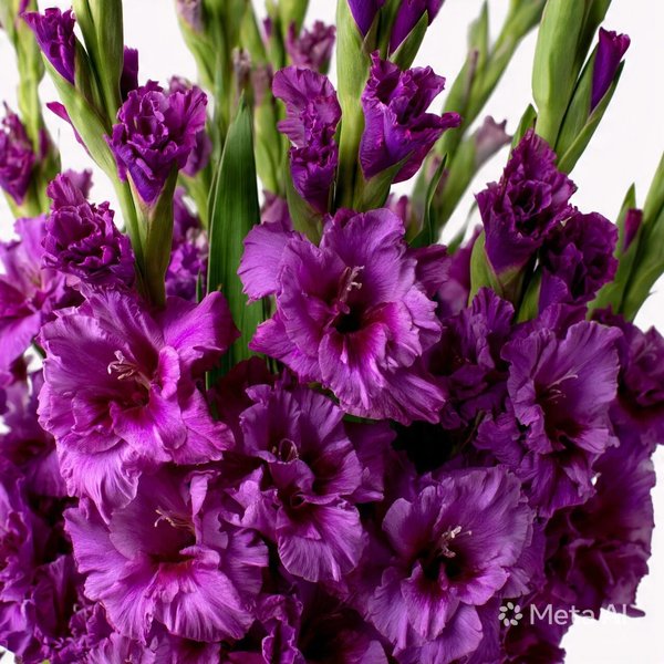 GARDENYA TOHUMCULUK Fidan