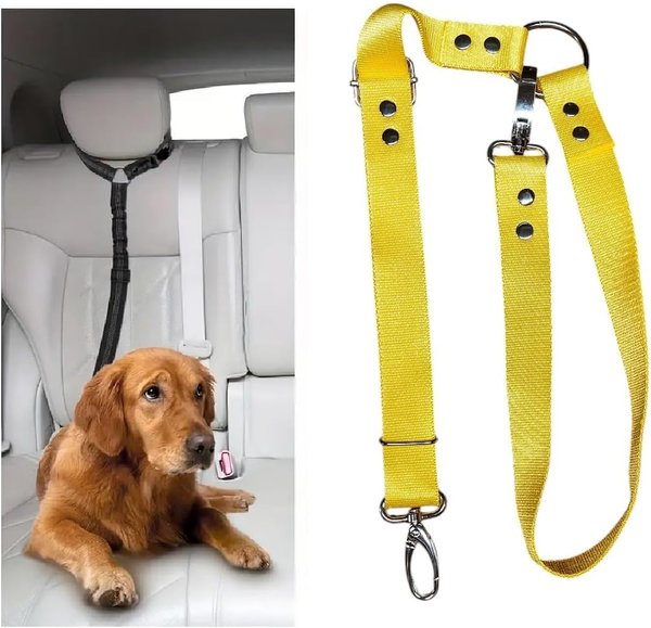 OEM Köpek Tasmaları