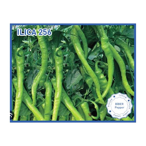 Bursa Tohumculuk Tohum