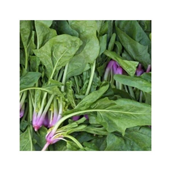 Bursa Tohumculuk Tohum