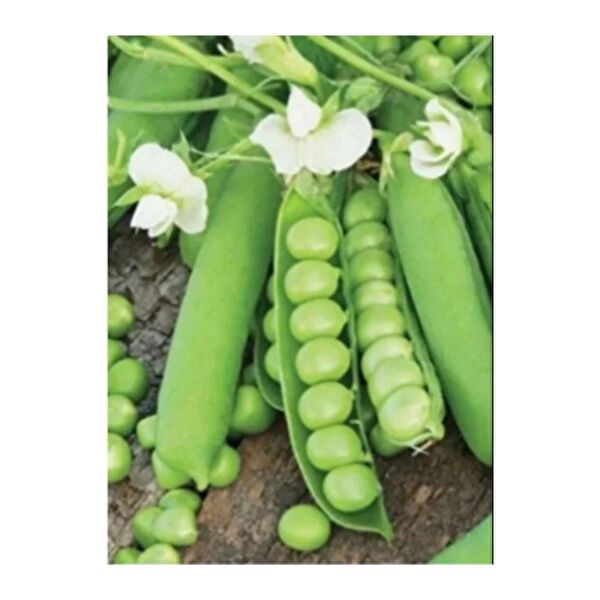 Bursa Tohumculuk Tohum