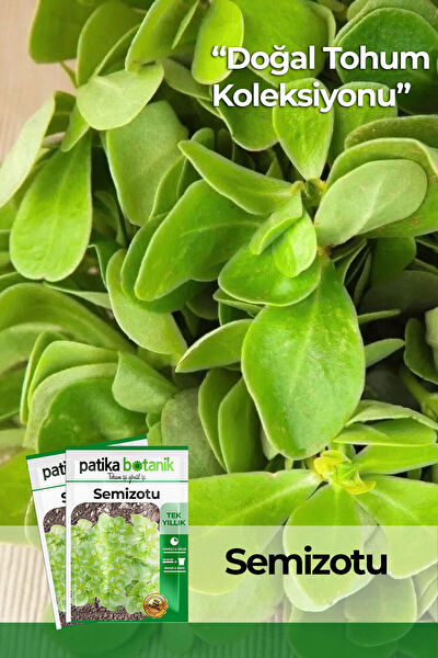 Patika Botanik Tohum