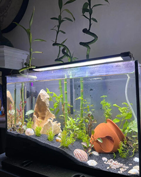 Shark Akvaryum Ekipmanları