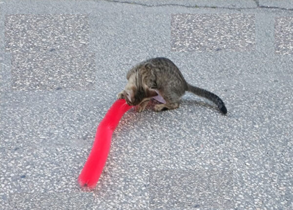 ForWhat Kedi Tırmalama