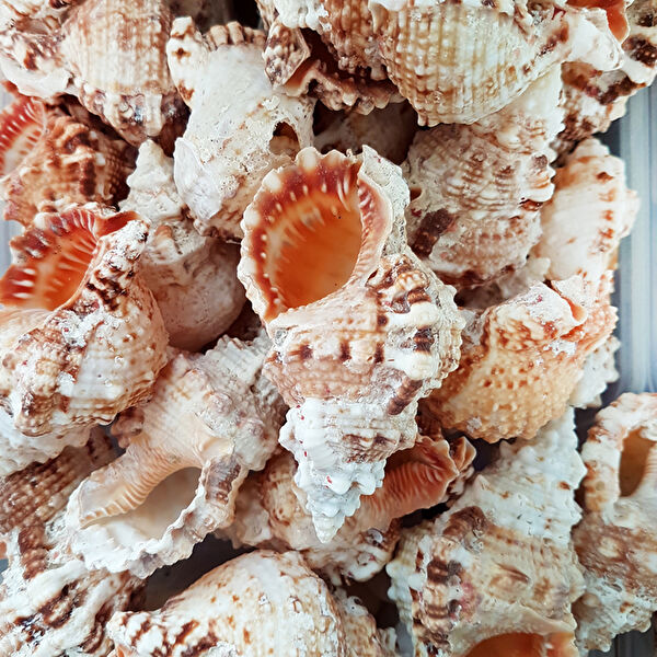 Tahtakaletoptancıları Akvaryum Dekoratif Malzemeler