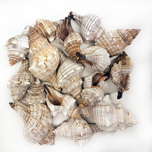 Tahtakaletoptancıları Akvaryum Dekoratif Malzemeler