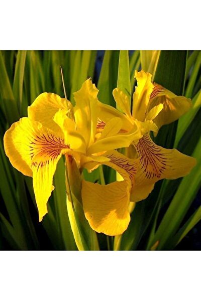 İLAYFİDANCILIK Tohum