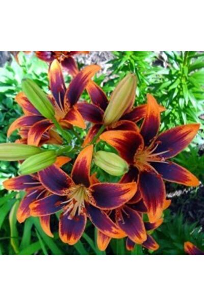 GARDENYA TOHUMCULUK Tohum