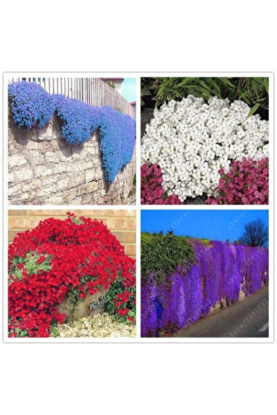 Serdar Çam Tohumculuk Tohum