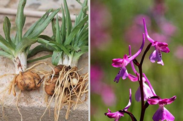 Rüzgar Botanik Fide