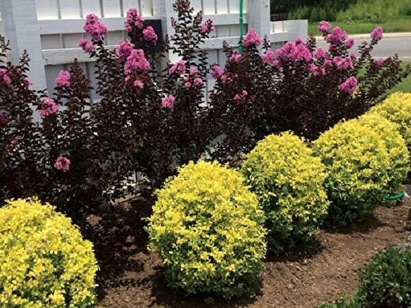 Lala Ahmet Botanik Fidan