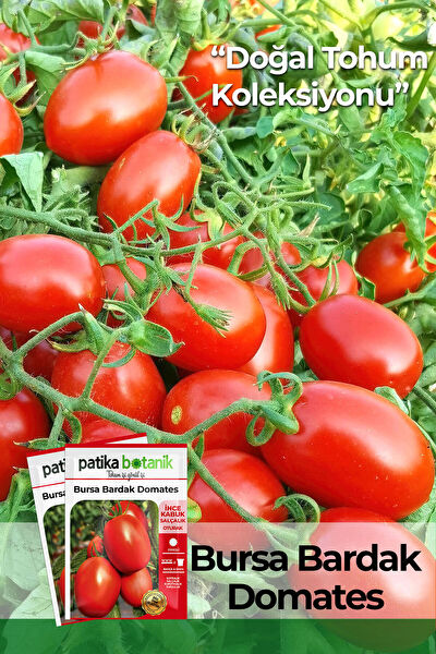 Patika Botanik Tohum