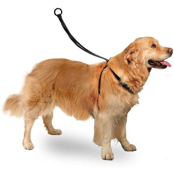 Karlie Köpek Tasmaları