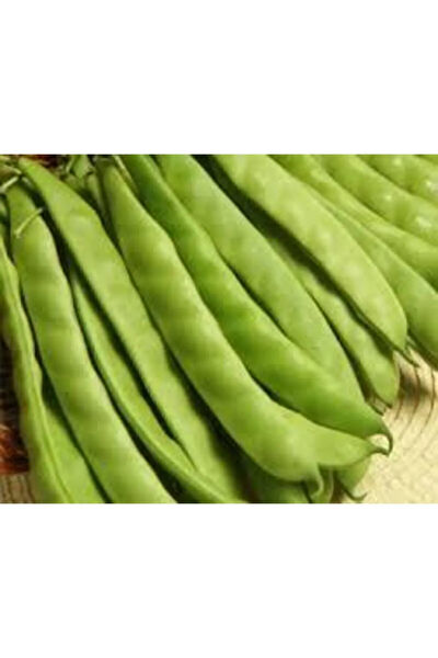 Serdar Çam Tohumculuk Tohum