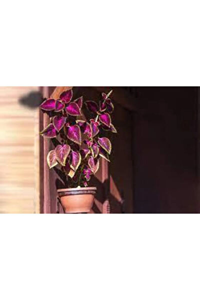 Serdar Çam Tohumculuk Tohum