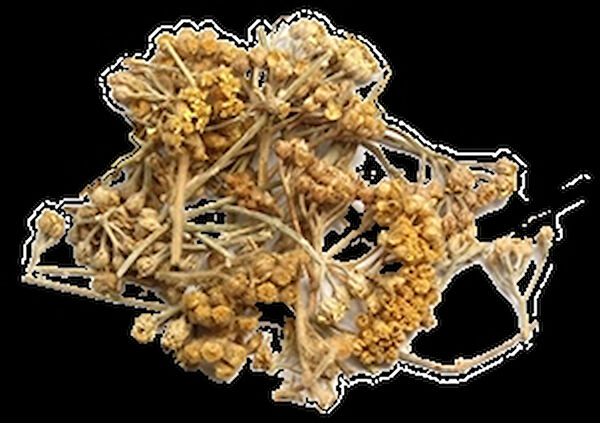 Derya Eren Aktar Ürünleri