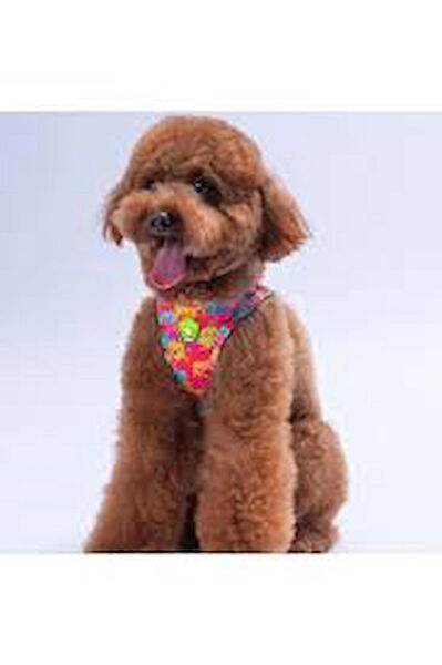 PawStar Köpek Tasmaları