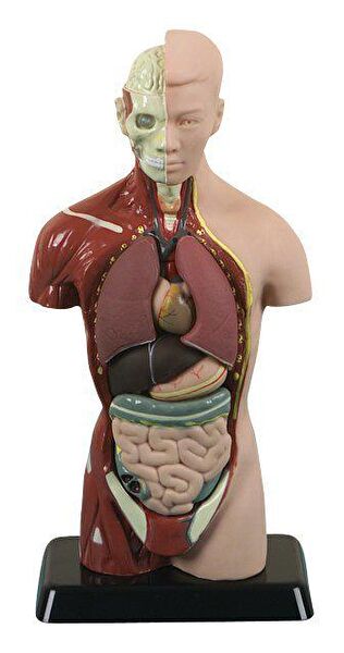 Edu Aktivite ve Zeka Gelişim Kitapları