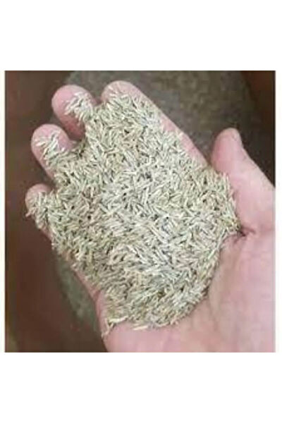 Serdar Çam Tohumculuk Tohum