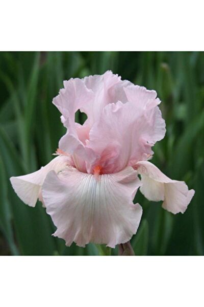 İLAYFİDANCILIK Tohum