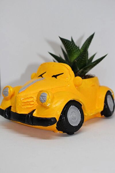 Cactus Garden Sukulent