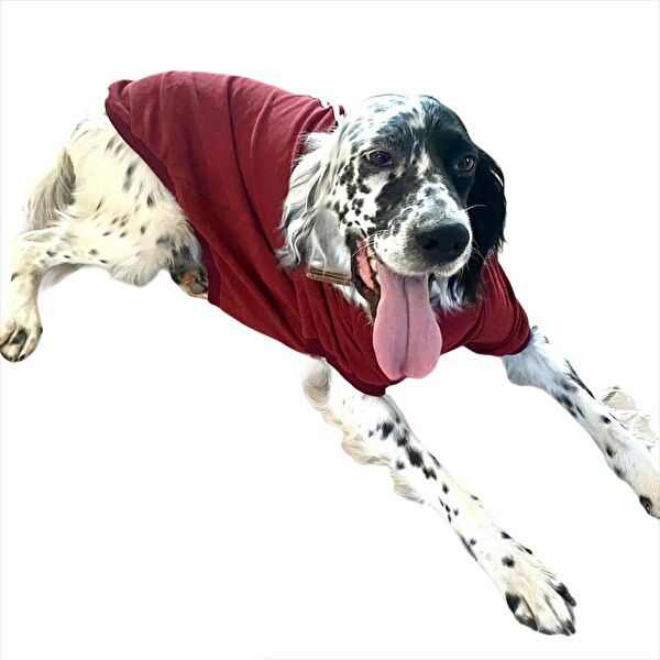 Kemique Köpek Elbisesi