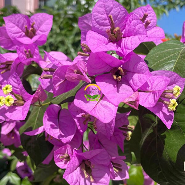 Fidan Sepetim Teraryum, Teraryum Aksesuarları