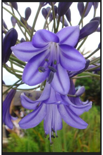 GARDENYA TOHUMCULUK Tohum