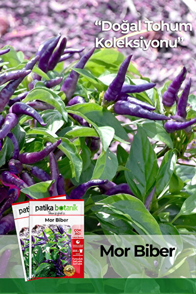 Patika Botanik Tohum