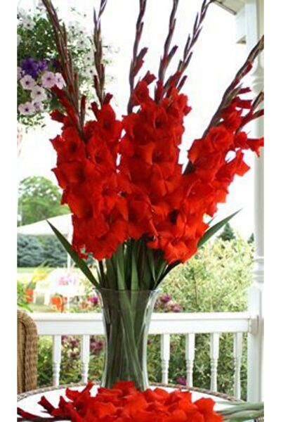 FMT TOHUMCULUK Tohum