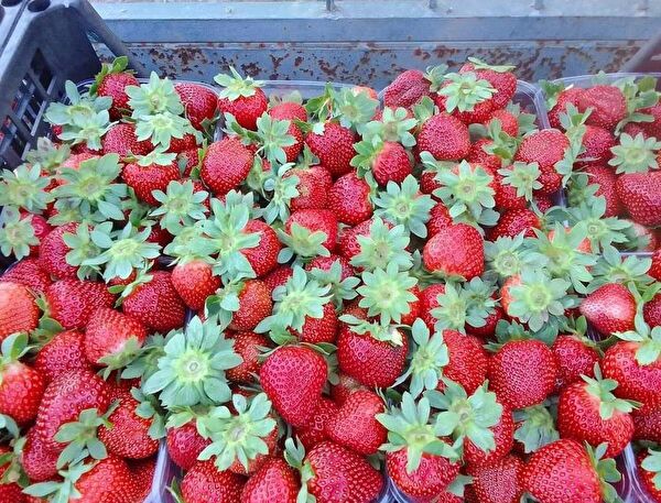 Ucuzluk Diyarı Fide