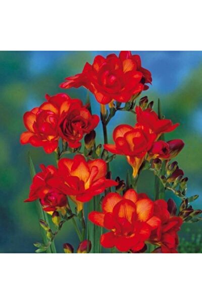 FMT TOHUMCULUK Tohum