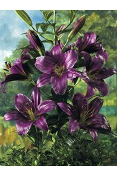 FMT TOHUMCULUK Tohum