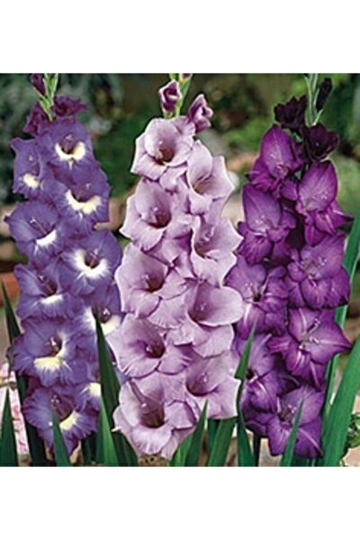 FMT TOHUMCULUK Tohum