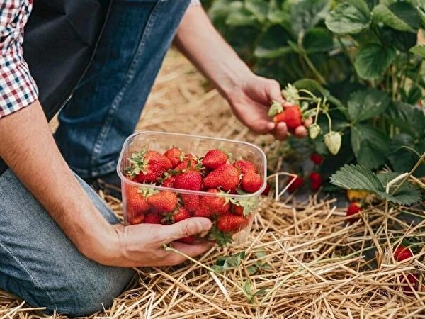 Ucuzluk Diyarı Fide