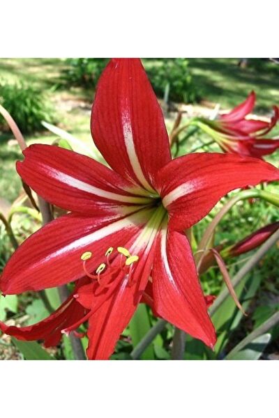 İLAYFİDANCILIK Tohum