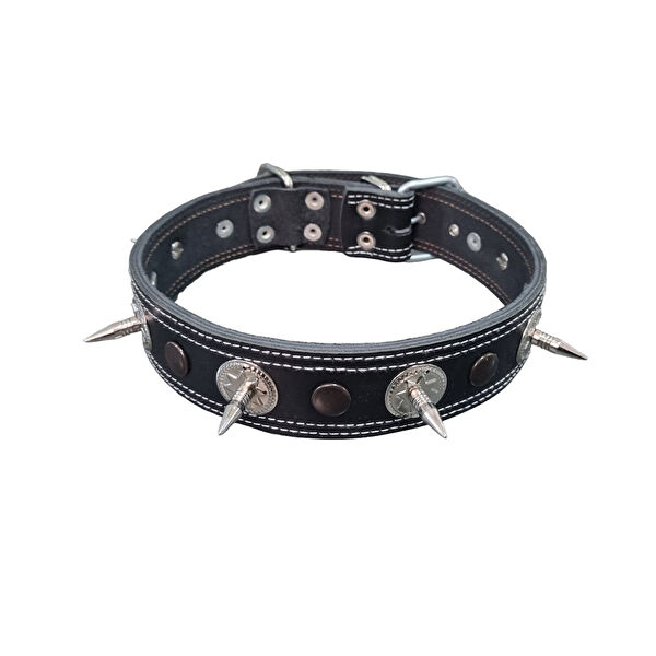 AquaHome Köpek Tasmaları