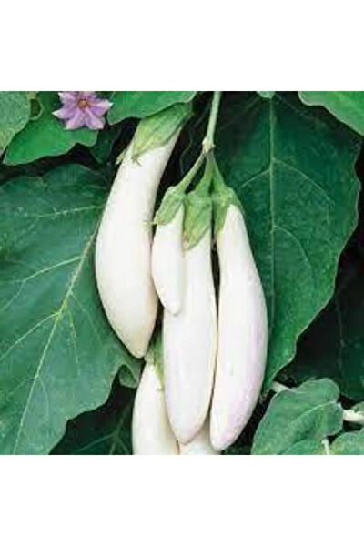 Serdar Çam Tohumculuk Tohum