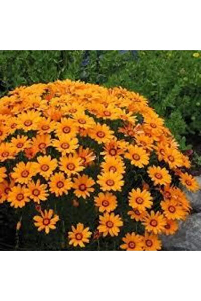 Serdar Çam Tohumculuk Tohum