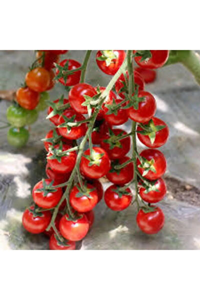 Serdar Çam Tohumculuk Tohum