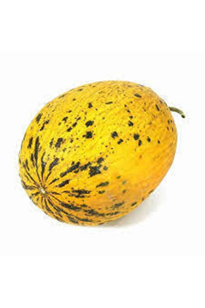 Serdar Çam Tohumculuk Tohum