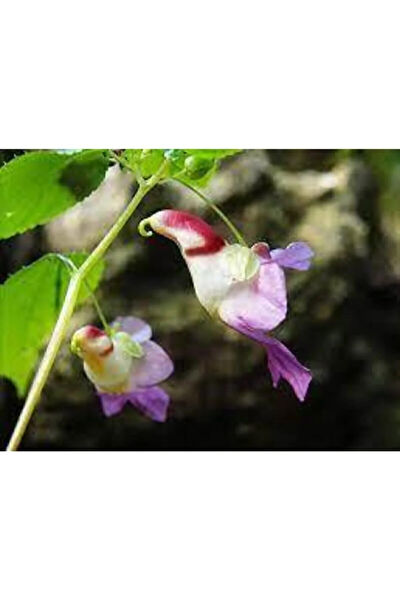 Serdar Çam Tohumculuk Tohum