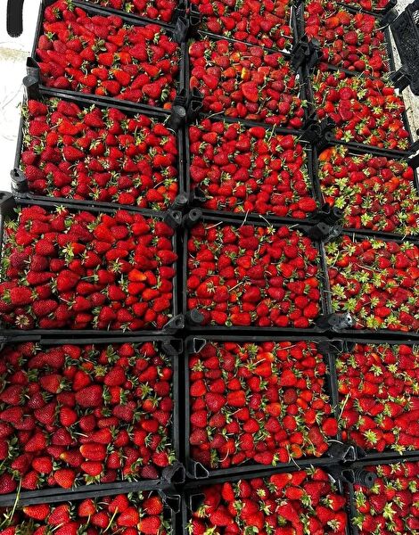 Ucuzluk Diyarı Fidan