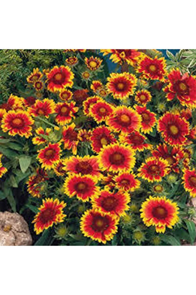 Serdar Çam Tohumculuk Tohum