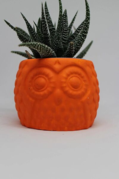 Cactus Garden Sukulent