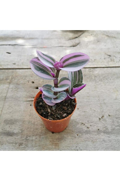 Mimoza İç Mekan Bitkileri